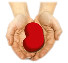 دستورالعمل اهدا و پیوند کلیه از اهداکنندگان زنده پیوند کلیه